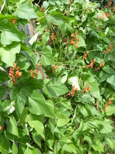 Haricot de Lima 'Christmas' (Phaseolus lunatus) Graines – Image 5