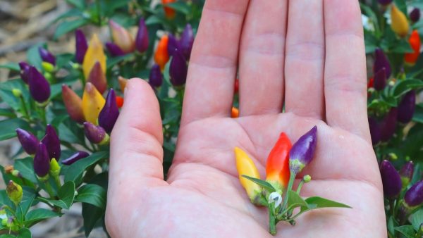 Fabriquer vos propres nouilles de Konjac à partir du tubercule, étape par  étape ! - Alsagarden