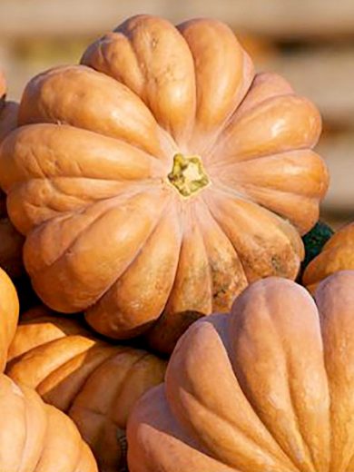 Courge 'Musquée de Provence' (Variété ancienne) Graines – Image 2