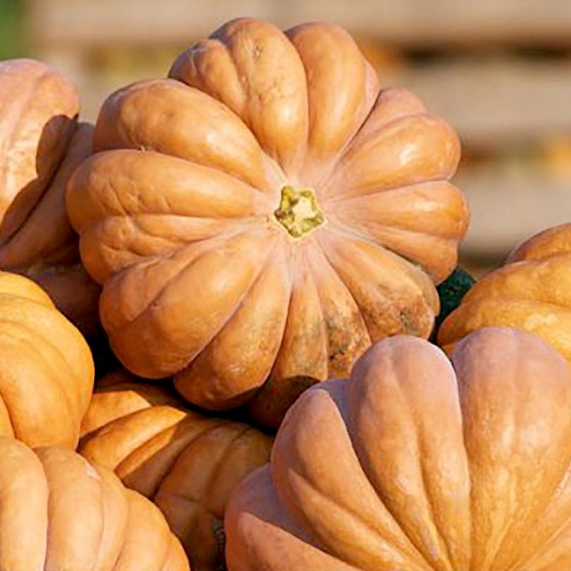 Courge 'Musquée de Provence' (Variété ancienne) Graines – Image 2