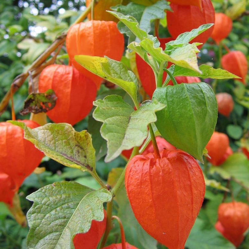 Amour en cage (Physalis alkekengi) Graines – Image 2