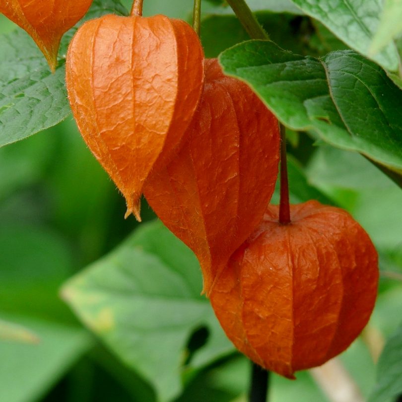 Amour en cage (Physalis alkekengi) Graines – Image 3