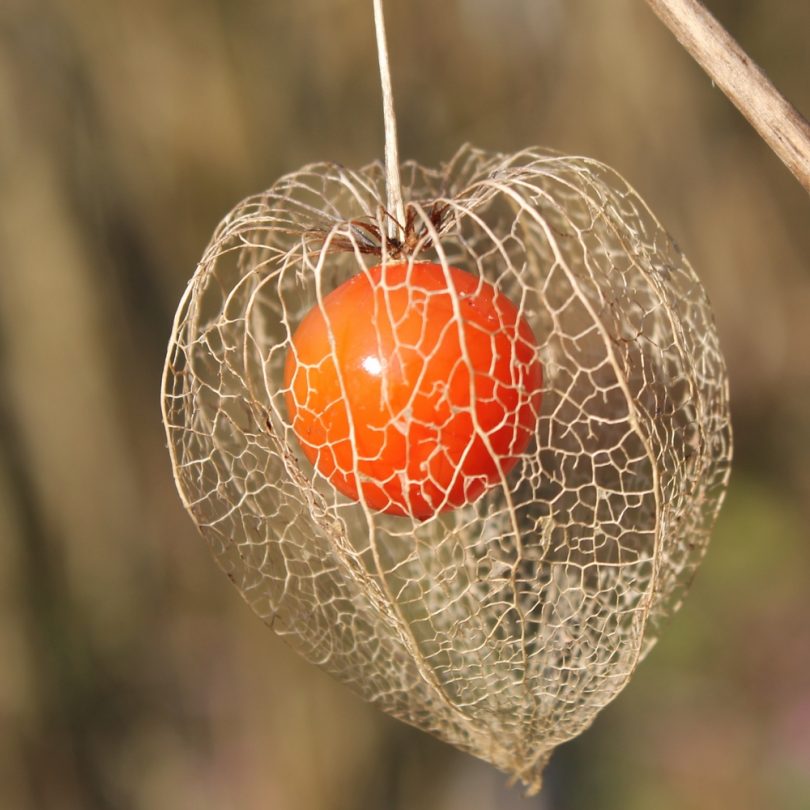 Amour en cage (Physalis alkekengi) Graines