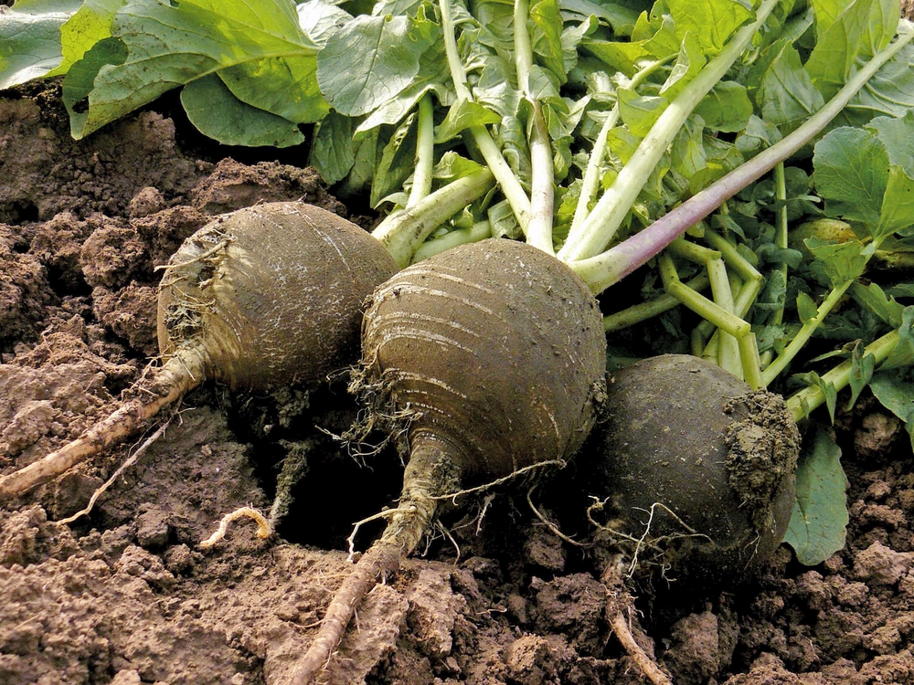 Radis noir : culture au potager, bienfaits et idées recettes