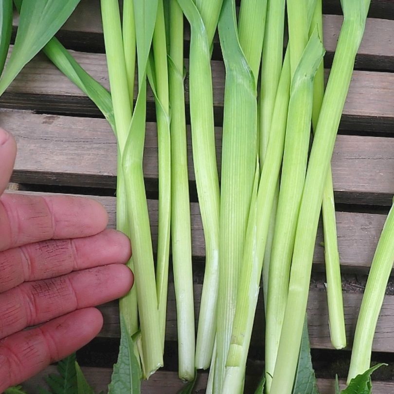 Ail rocambole perpétuel (Allium scorodoprasum) Bulbes – Image 2