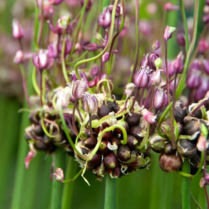 Ail rocambole perpétuel (Allium scorodoprasum) Bulbes