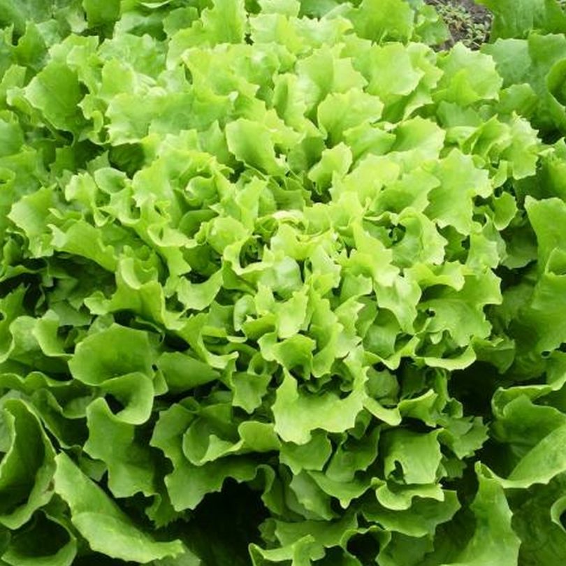 Chicorée scarole 'Géante Maraîchère' (Variété ancienne) Graines
