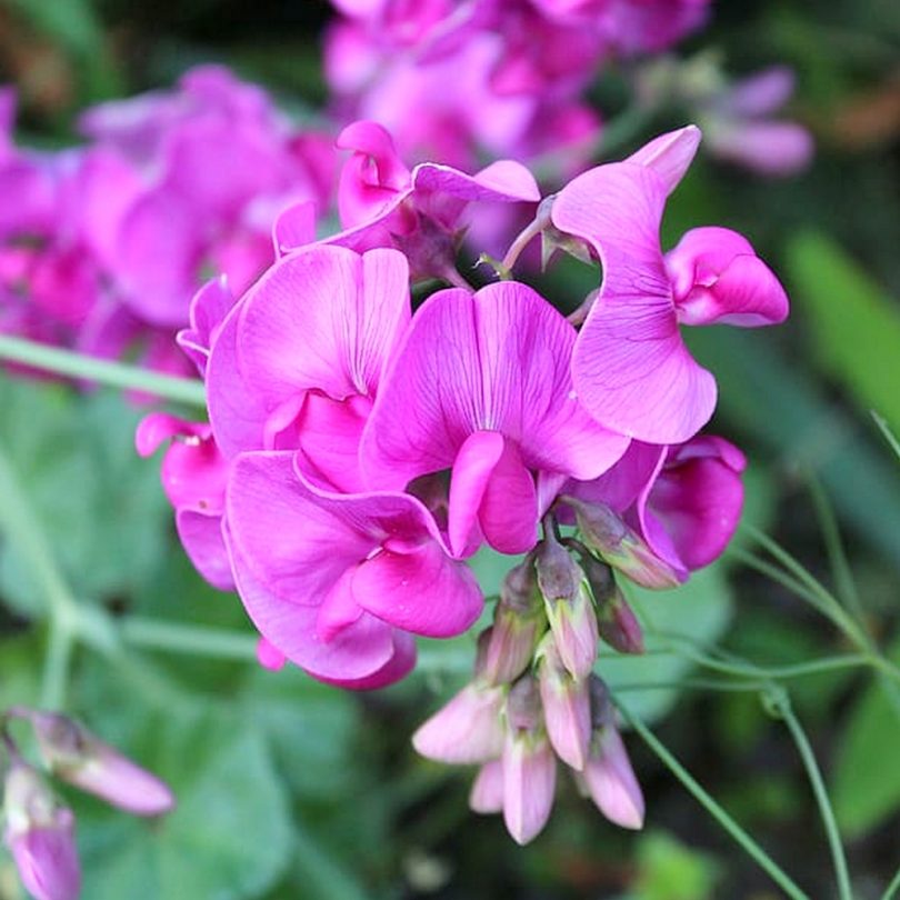 Pois de senteur (Lathyrus odoratus) Graines – Image 2