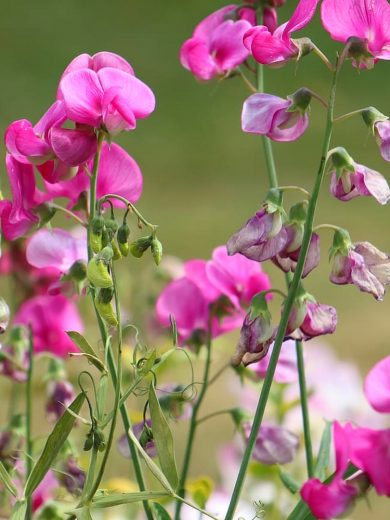 Pois de senteur (Lathyrus odoratus) Graines