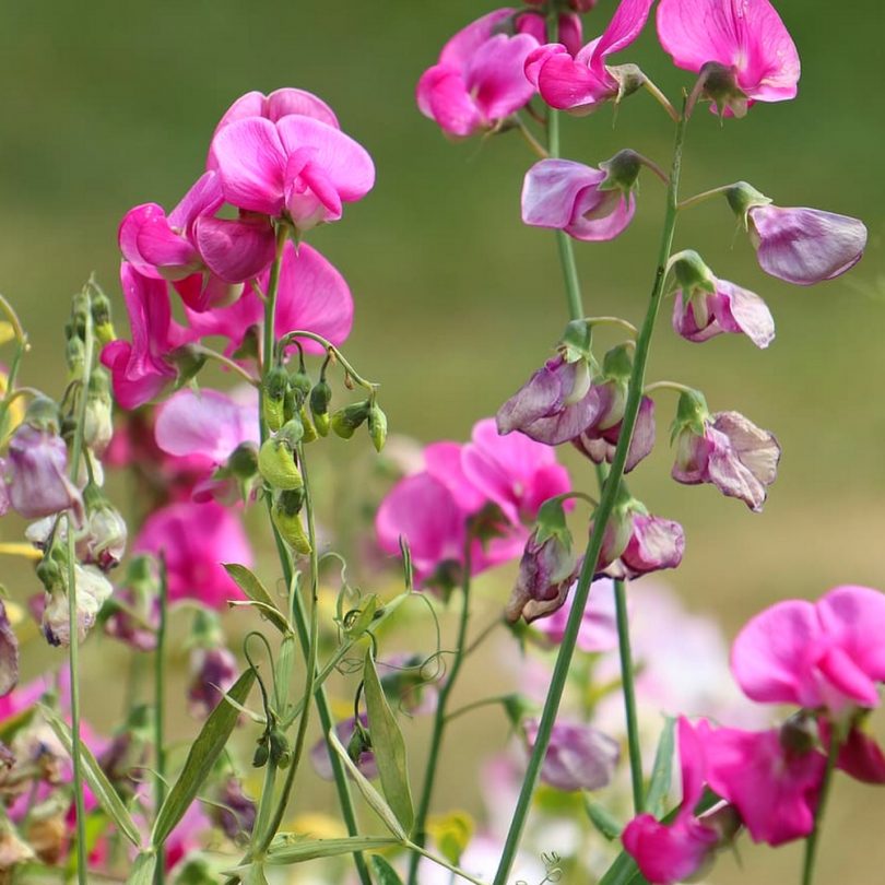 Pois de senteur (Lathyrus odoratus) Graines