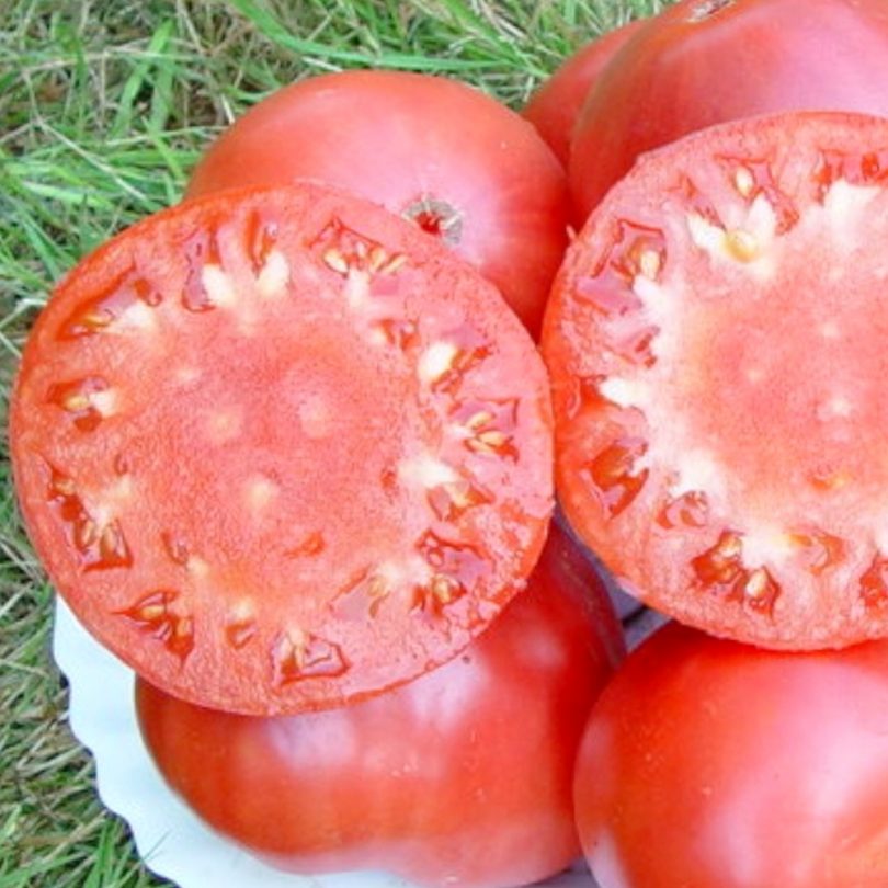 Tomate 'Grégory Altaï' (Variété Sibérienne Précoce) Graines – Image 2