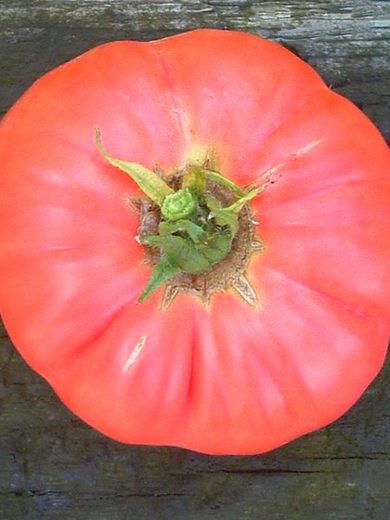 Tomate 'Grégory Altaï' (Variété Sibérienne Précoce) Graines
