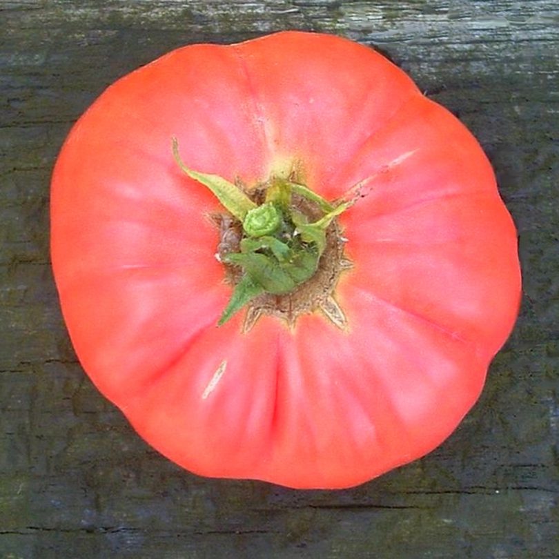 Tomate 'Grégory Altaï' (Variété Sibérienne Précoce) Graines