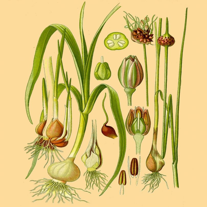 Ail rocambole perpétuel (Allium scorodoprasum) Bulbes – Image 3