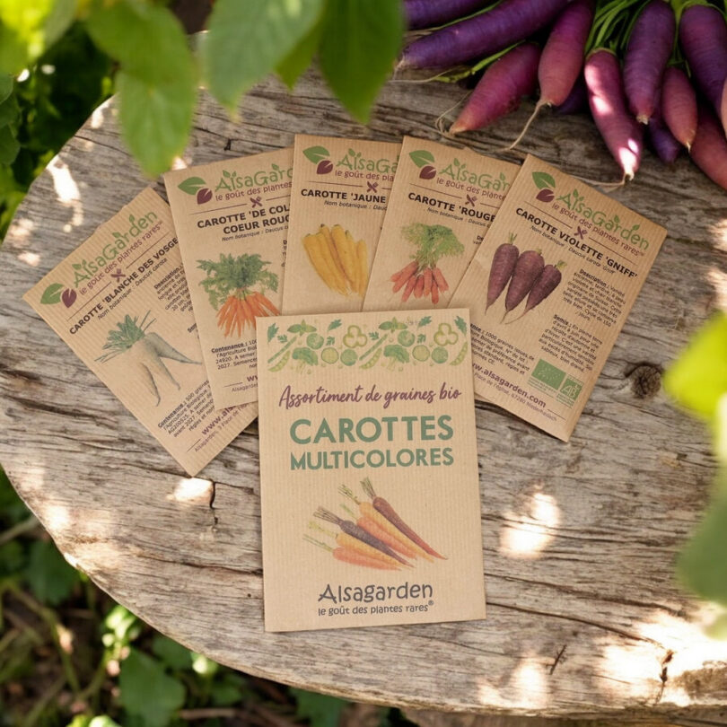 Assortiment Carottes multicolores (5 Variétés de graines BIO)