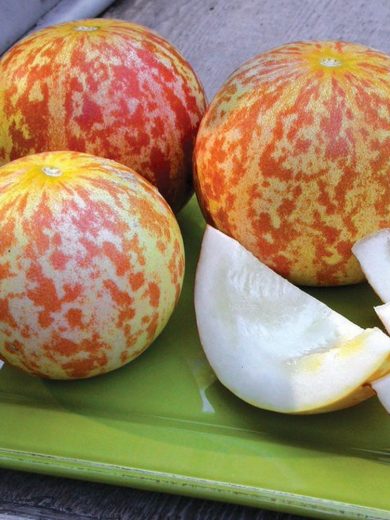 Melon 'Tigre d'Arménie' (Variété ancienne) Graines