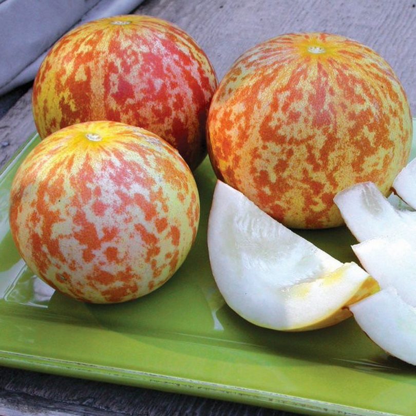Melon 'Tigre d'Arménie' (Variété ancienne) Graines