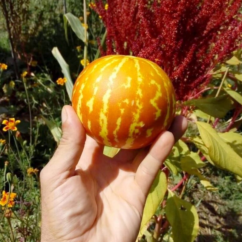 Melon 'Tigre d'Arménie' (Variété ancienne) Graines – Image 2