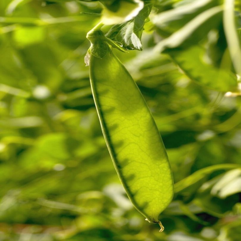 Pois mangetout 'Géant Suisse' (Variété ancienne) Graines – Image 3