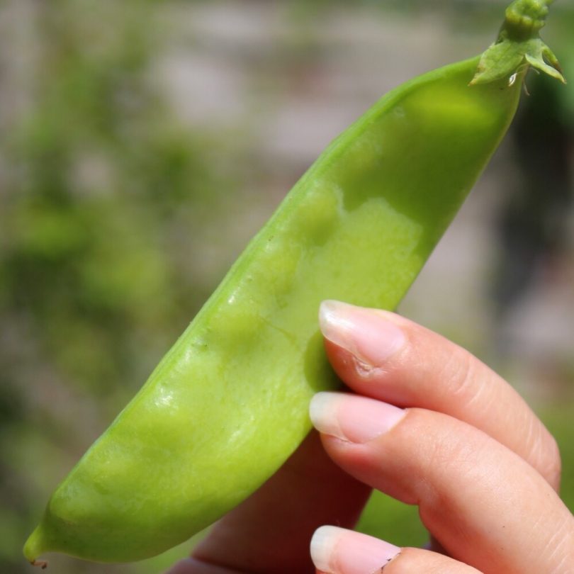 Pois mangetout 'Géant Suisse' (Variété ancienne) Graines – Image 2
