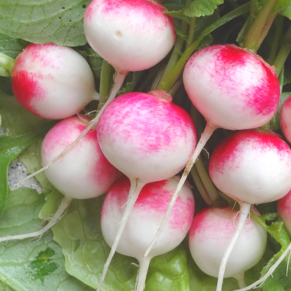 Graines de Radis en mélange à semer au potager