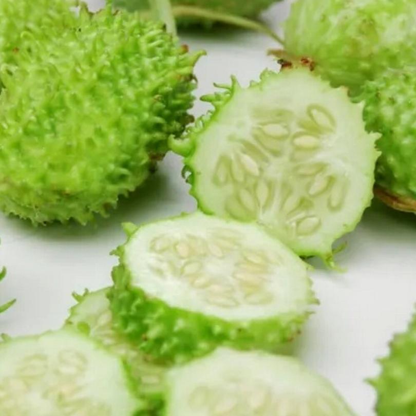 Concombre des Antilles (Cucumis anguria) Graines – Image 2