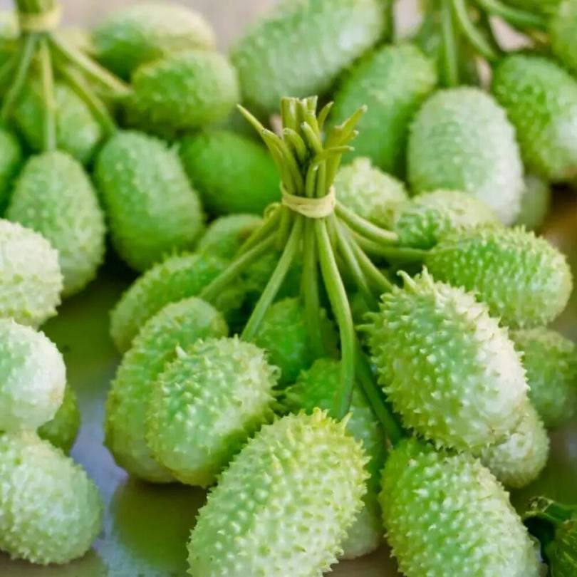 Concombre des Antilles (Cucumis anguria) Graines – Image 3