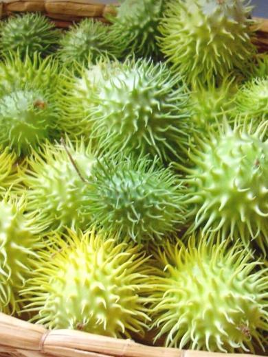 Concombre des Antilles (Cucumis anguria) Graines