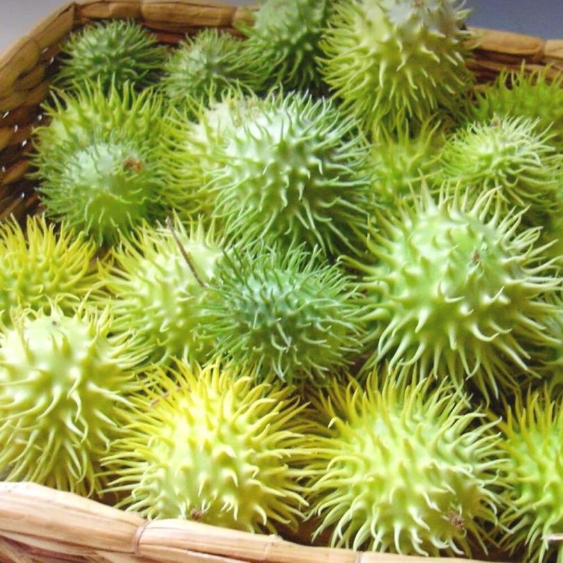 Concombre des Antilles (Cucumis anguria) Graines