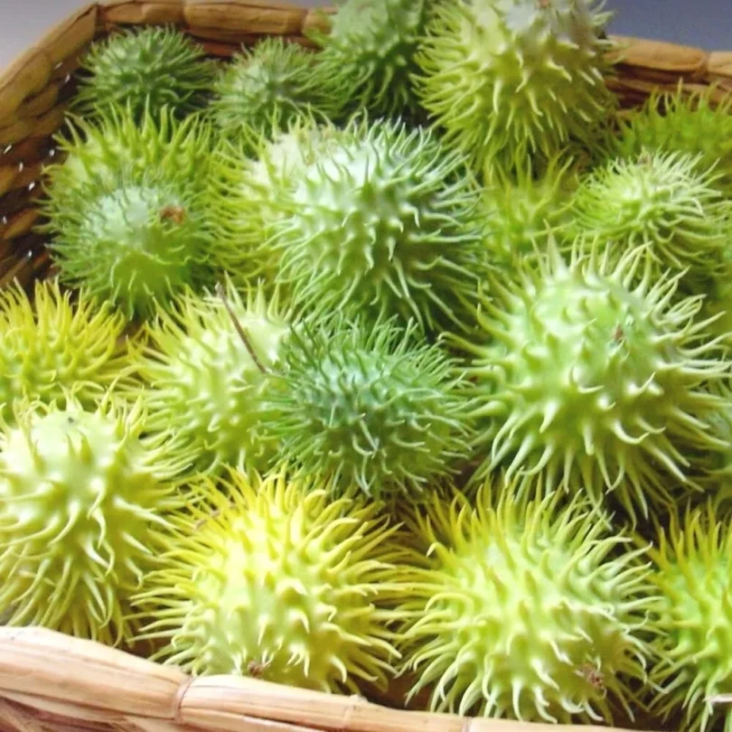 Concombre des Antilles (Cucumis anguria) Graines