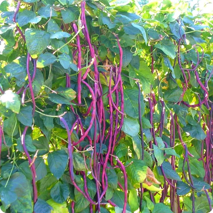 Haricot serpent 'Red Noodle' (Vigna unguiculata) Graines – Image 2