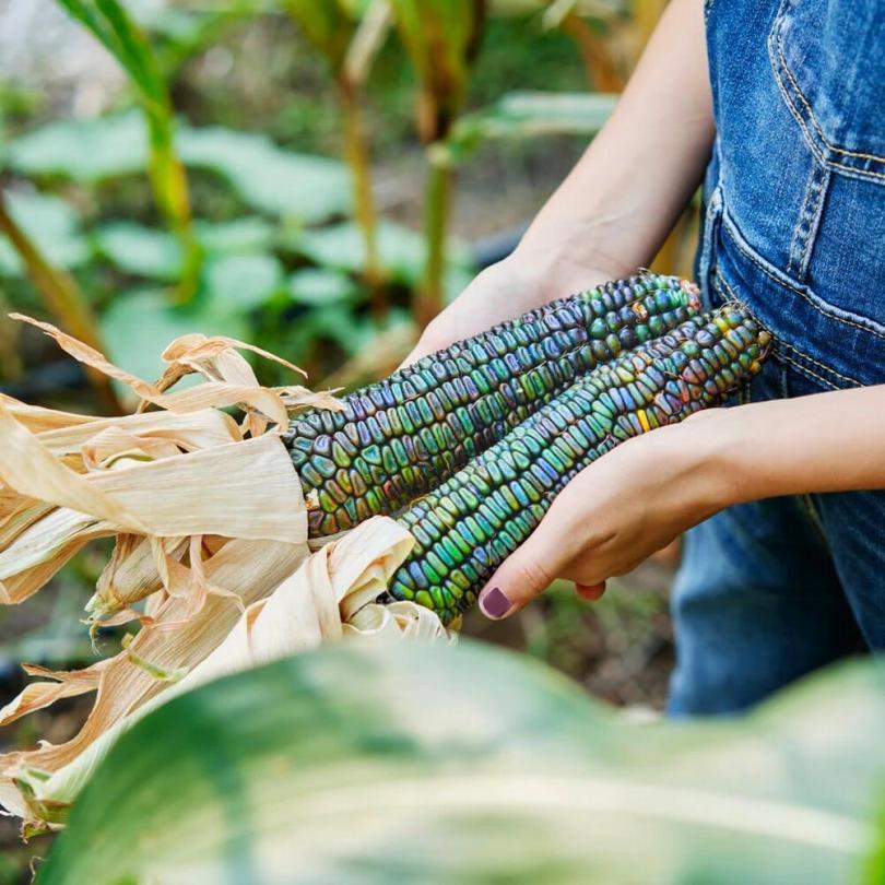 Maïs Vert 'Oaxacan Green' (Zea mays) Graines
