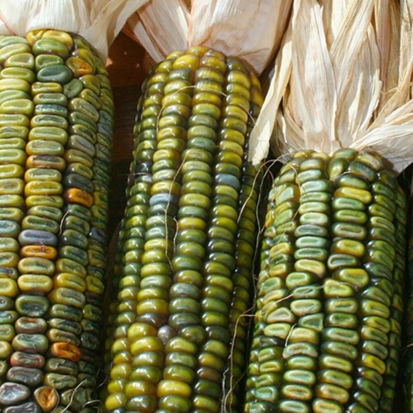 Maïs Vert 'Oaxacan Green' (Zea mays) Graines – Image 3