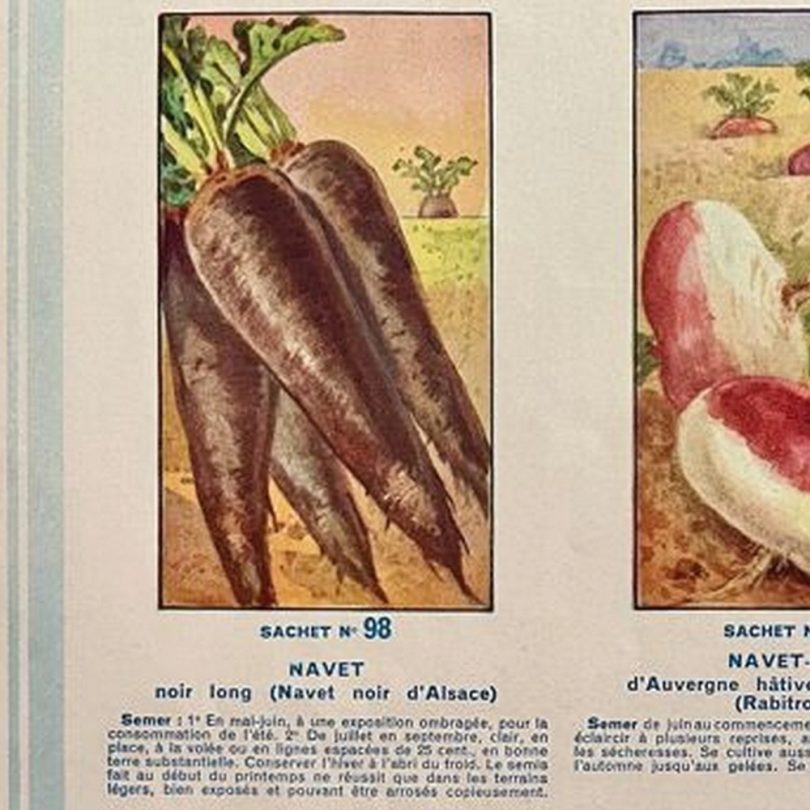 Navet long 'Noir d'Alsace' (Variété ancienne) Graines – Image 3