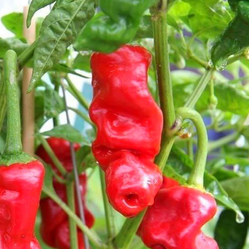 Piment 'Pénis rouge' (Capsicum annuum) Graines – Image 2