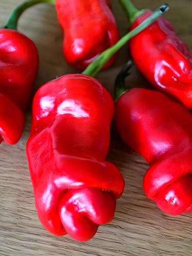 Piment 'Pénis rouge' (Capsicum annuum) Graines