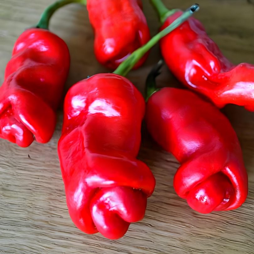 Piment 'Pénis rouge' (Capsicum annuum) Graines