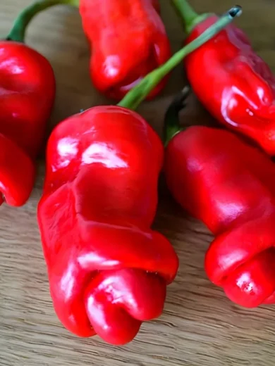 Piment 'Pénis rouge' (Capsicum annuum) Graines