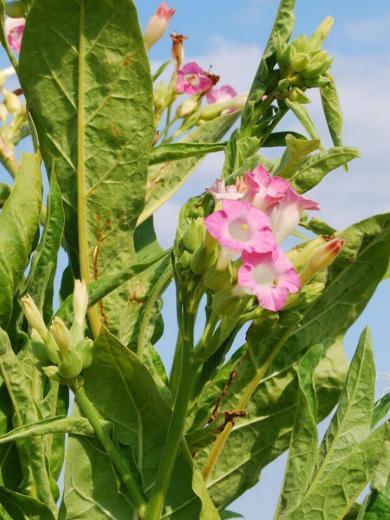 Tabac 'Geudertheimer' (Nicotiana tabacum) Graines