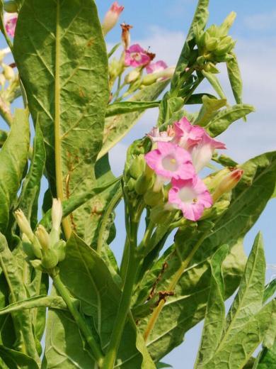 Des graines de moutarde en guise de remède- Plantes et Santé