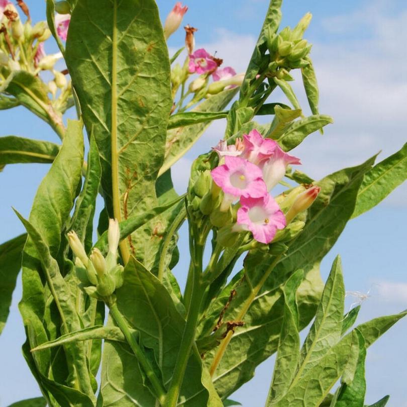 Tabac 'Geudertheimer' (Nicotiana tabacum) Graines