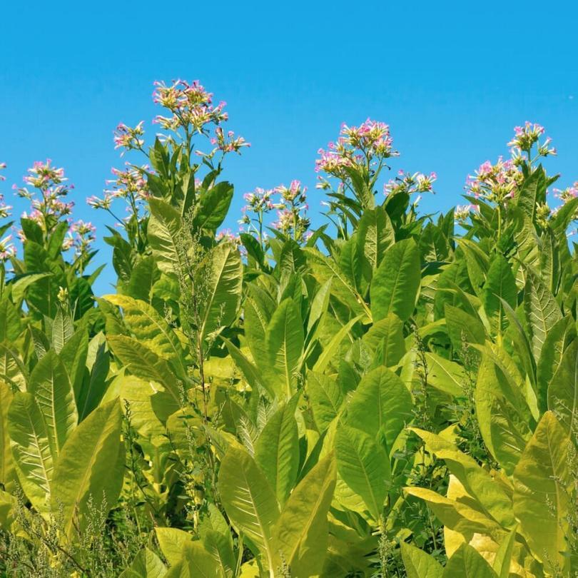Tabac 'Geudertheimer' (Nicotiana tabacum) Graines – Image 2