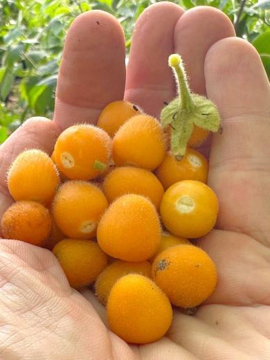 Tamarillo nain (Solanum abutiloides) Graines