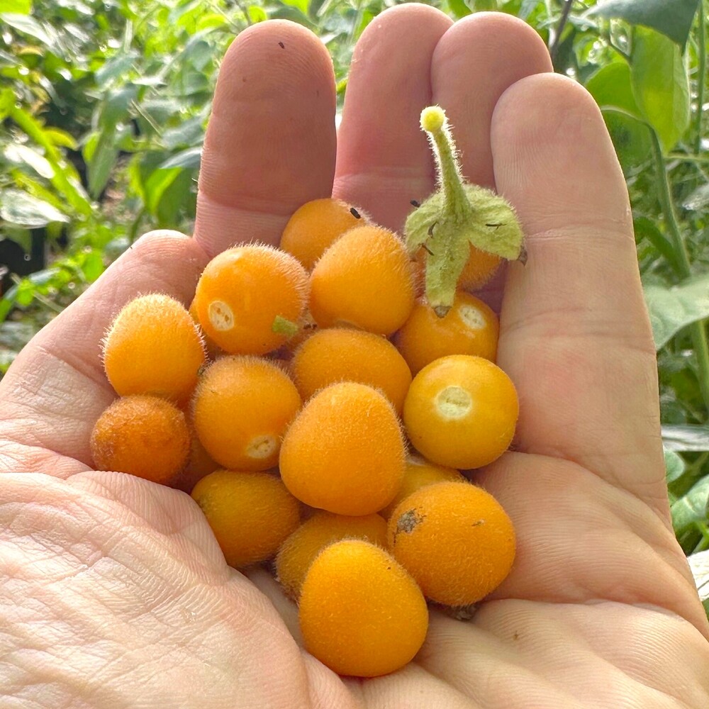 Synsepalum dulcificum, graines de fruit miracle à planter