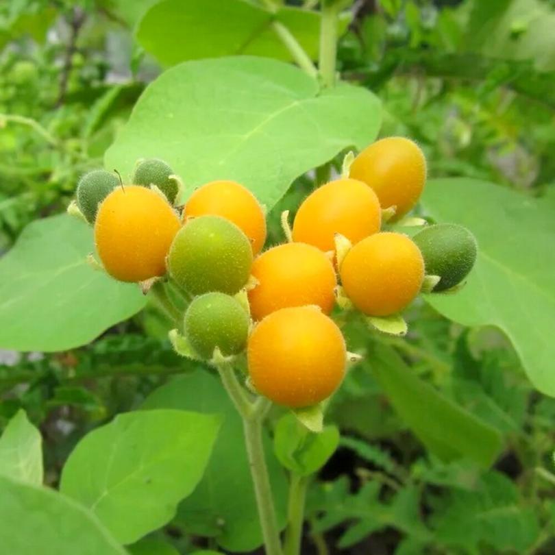 Tamarillo nain (Solanum abutiloides) Graines – Image 2
