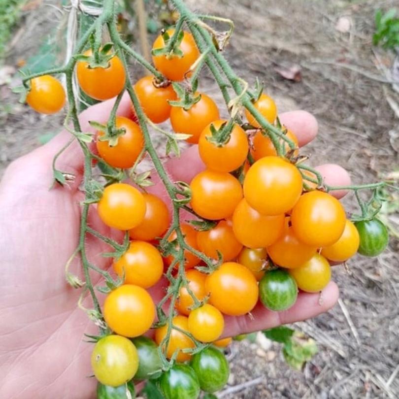 Tomate des Galapagos (Solanum cheesmaniae) Graines – Image 2