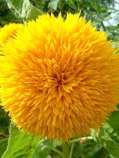 Tournesol Pompon 'Giant Sungold' Graines