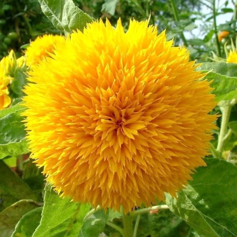 Tournesol Pompon ‘Giant Sungold’ Graines