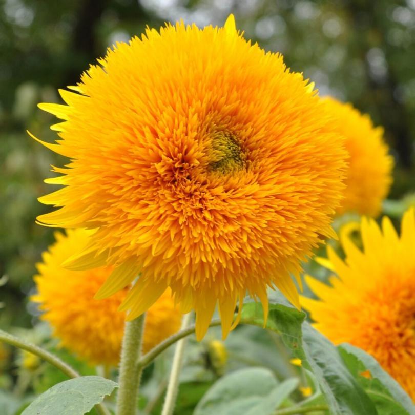 Tournesol Pompon 'Giant Sungold' Graines – Image 2