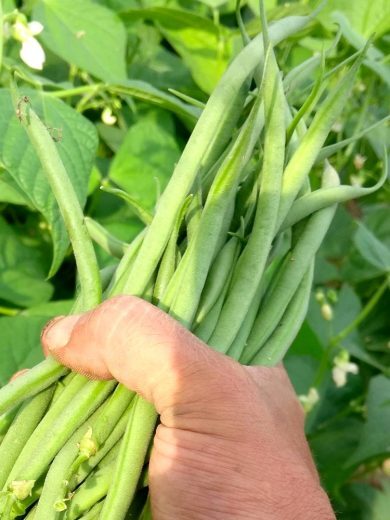 Haricot Mangetout Nain 'Roi des Belges' (Variété ancienne) Graines